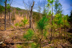 property photo for Stone Creek Phase II Tract 208, 9.53 acres for sale in Latimer County, Oklahoma