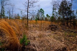 property photo for Stone Creek Phase II Tract 209, 11.41 acres for sale in Latimer County, Oklahoma
