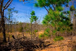 property photo for Stone Creek Phase II Tract 213, 11.36 acres for sale in Latimer County, Oklahoma