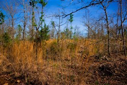 property photo for Stone Creek Phase II Tract 213, 11.36 acres for sale in Latimer County, Oklahoma