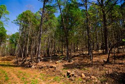 Stone Creek Phase II Tract 214