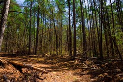 property photo for Stone Creek Phase II Tract 215, 4.92 acres for sale in Latimer County, Oklahoma