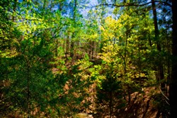 Stone Creek Phase II Tract 217