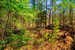 Stone Creek Phase II Tract 217