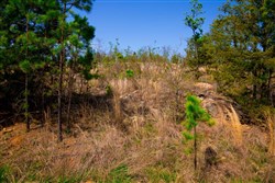property photo for Stone Creek Phase II Tract 228, 8.87 acres for sale in Latimer County, Oklahoma