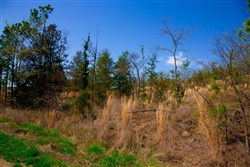 property photo for Stone Creek Phase II Tract 228, 8.87 acres for sale in Latimer County, Oklahoma