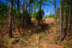 property photo for Stone Creek Phase II Tract 229, 5.63 acres for sale in Latimer County, Oklahoma