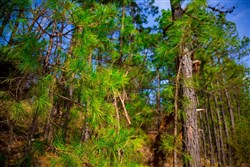 property photo for Stone Creek Phase II Tract 229, 5.63 acres for sale in Latimer County, Oklahoma