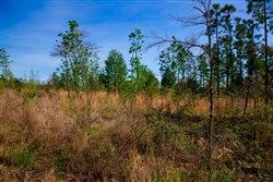 property photo for Stone Creek Phase II Tract 230, 6.86 acres for sale in Latimer County, Oklahoma