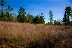 property photo for Stone Creek Phase II Tract 233, 15.79 acres for sale in Latimer County, Oklahoma