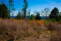 property photo for Stone Creek Phase II Tract 233, 15.79 acres for sale in Latimer County, Oklahoma