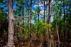 property photo for Stone Creek Phase II Tract 243, 21.4 acres for sale in Latimer County, Oklahoma