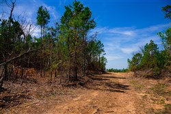 property photo for Stone Creek Phase II Tract 243, 21.4 acres for sale in Latimer County, Oklahoma