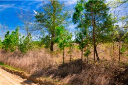 Stone Creek Phase II Tract 244