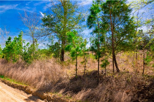 Stone Creek Phase II Tract 244