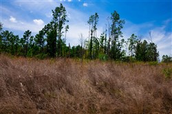 Stone Creek Phase II Tract 244