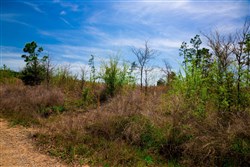 property photo for Stone Creek Phase II Tract 245, 19.23 acres for sale in Latimer County, Oklahoma