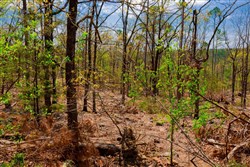 property photo for Stone Creek Phase II Tract 246, 27 acres for sale in Latimer County, Oklahoma