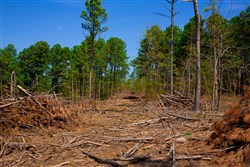 property photo for Stone Creek Phase II Tract 247, 19.71 acres for sale in Latimer County, Oklahoma