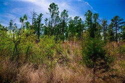 property photo for Stone Creek Phase II Tract 249, 19.08 acres for sale in Latimer County, Oklahoma