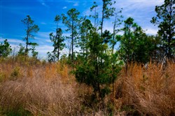 property photo for Stone Creek Phase II Tract 249, 19.08 acres for sale in Latimer County, Oklahoma