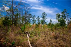 property photo for Stone Creek Phase II Tract 250, 22.23 acres for sale in Latimer County, Oklahoma