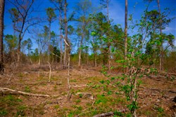 property photo for Stone Creek Phase II Tract 252, 14.74 acres for sale in Latimer County, Oklahoma