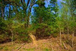property photo for Stone Creek Phase II Tract 254, 5.63 acres for sale in Latimer County, Oklahoma