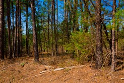 property photo for Stone Creek Phase II Tract 255, 4.85 acres for sale in Latimer County, Oklahoma