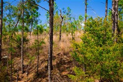 property photo for Stone Creek Phase II Tract 256, 5.85 acres for sale in Latimer County, Oklahoma