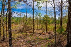Stone Creek Phase II Tract 257