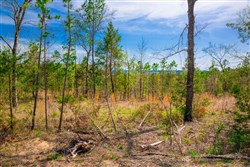 Stone Creek Phase II Tract 257