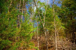 property photo for Stone Creek Phase II Tract 258, 5.53 acres for sale in Latimer County, Oklahoma