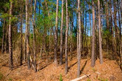 property photo for Stone Creek Phase II Tract 258, 5.53 acres for sale in Latimer County, Oklahoma