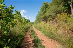 property photo for Stone Creek Phase II Tract 263, 15.97 acres for sale in Latimer County, Oklahoma