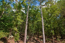 property photo for Stone Creek Phase II Tract 263, 15.97 acres for sale in Latimer County, Oklahoma