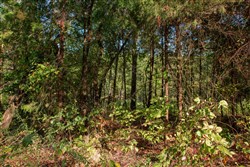 property photo for Stone Creek Phase II Tract 268, 5.15 acres for sale in Latimer County, Oklahoma