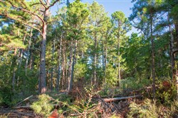 property photo for Stone Creek Phase II Tract 277, 19.17 acres for sale in Latimer County, Oklahoma