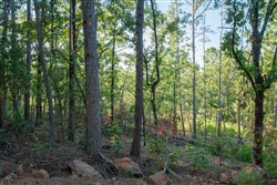 property photo for Stone Creek Phase II Tract 277, 19.17 acres for sale in Latimer County, Oklahoma