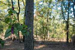 property photo for Stone Creek Phase II Tract 277, 19.17 acres for sale in Latimer County, Oklahoma