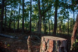 property photo for Stone Creek Phase II Tract 278, 37.65 acres for sale in Latimer County, Oklahoma