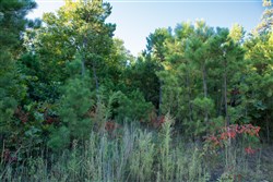 property photo for Stone Creek Phase II Tract 280, 39.9 acres for sale in Latimer County, Oklahoma