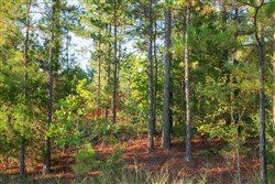 property photo for Stone Creek Phase II Tract 281, 64.58 acres for sale in Latimer County, Oklahoma
