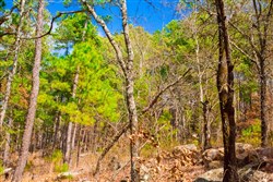 Stone Creek Phase II Tract 93