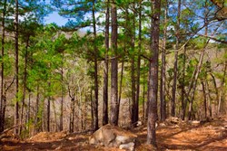 Stone Creek Phase II Tract 93