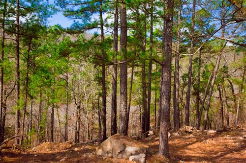 Stone Creek Phase II Tract 93