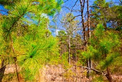 Stone Creek Phase II Tract 93