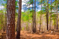 property photo for Stone Creek Phase II Tract 94, 28.26 acres for sale in Latimer County, Oklahoma