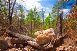 property photo for Stone Creek Phase II Tract 95, 35.85 acres for sale in Latimer County, Oklahoma