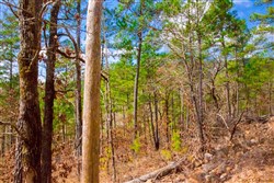property photo for Stone Creek Phase II Tract 95, 35.85 acres for sale in Latimer County, Oklahoma